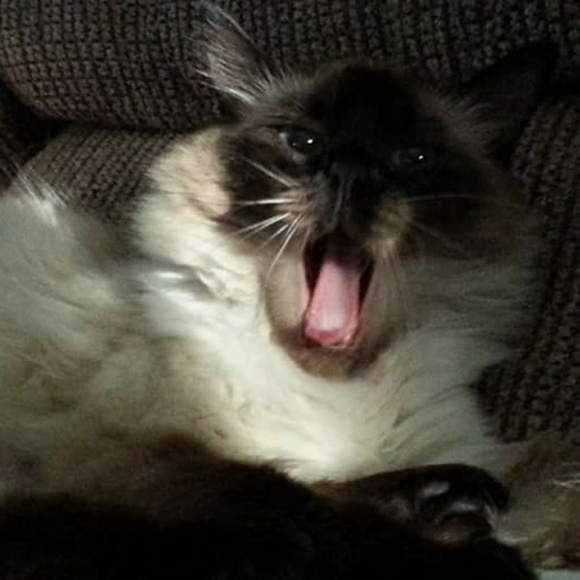 Meet your Posher, Teresa - Picture 5 of 7